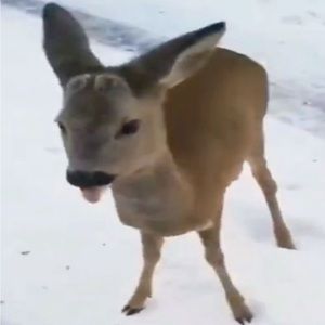 Meet your Posher, Nim